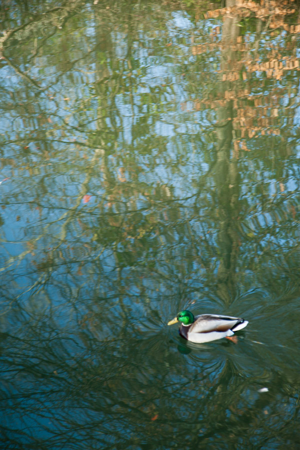 Shots from a mid-winter walkabout at Piedmont Park