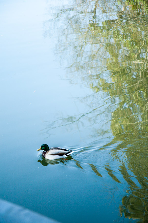Shots from a mid-winter walkabout at Piedmont Park