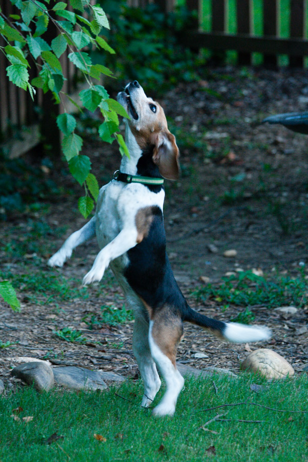 Audrey trees a squirrel