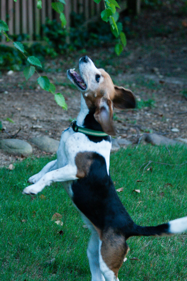 Audrey trees a squirrel