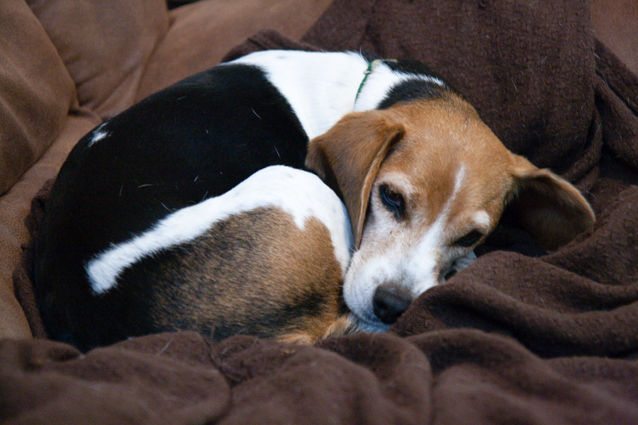 Tuckered