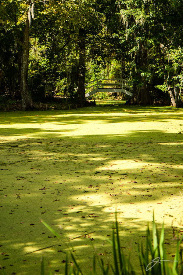 Magnolia Plantation
