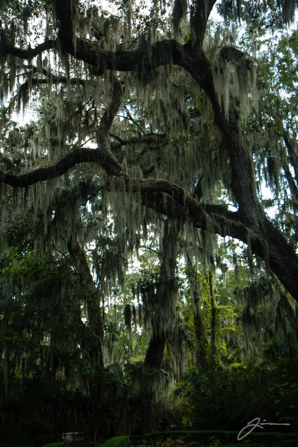 Magnolia Plantation