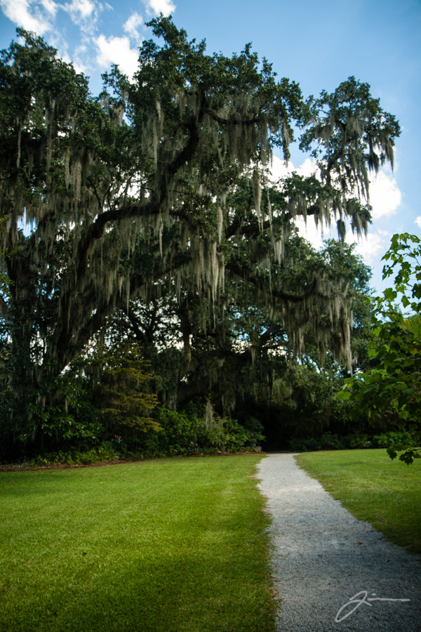 Magnolia Plantation