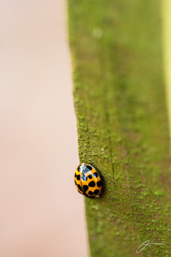 Ladybug