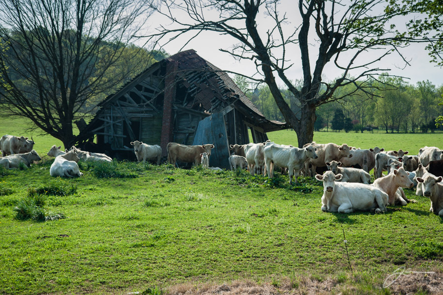 Cows