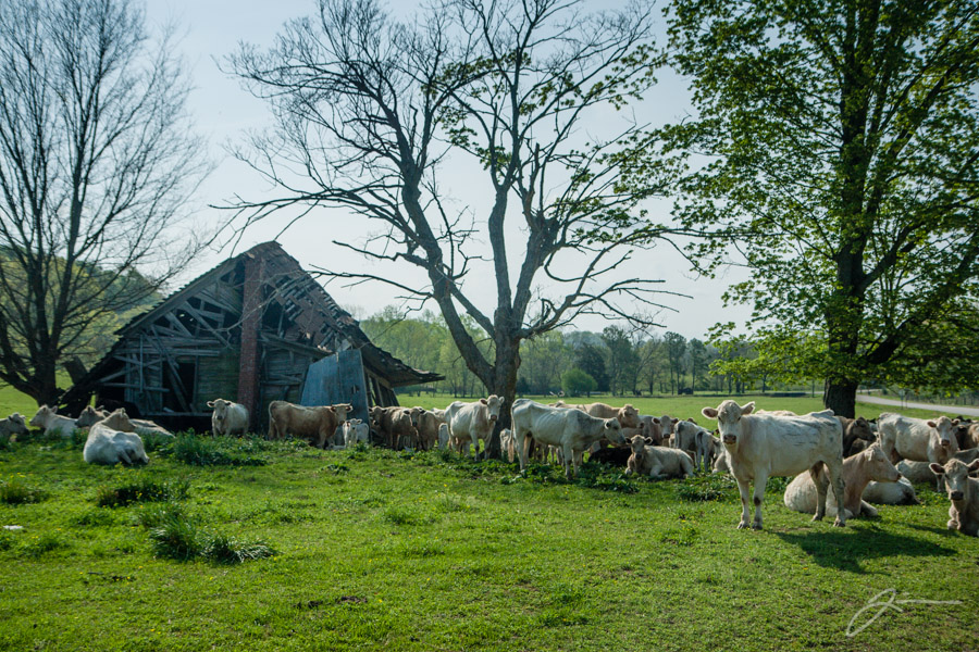 Cows