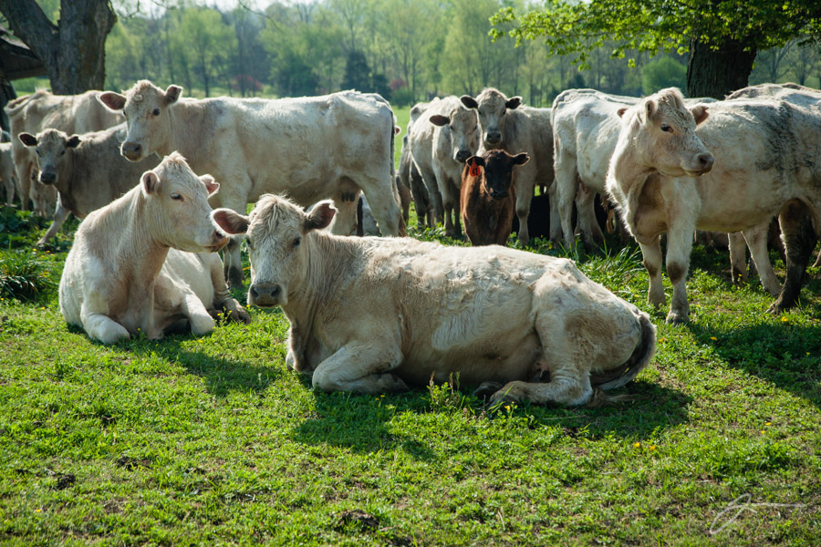 Cows