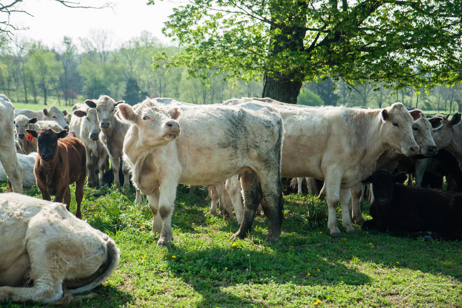 Cows