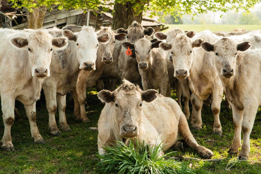 Cows