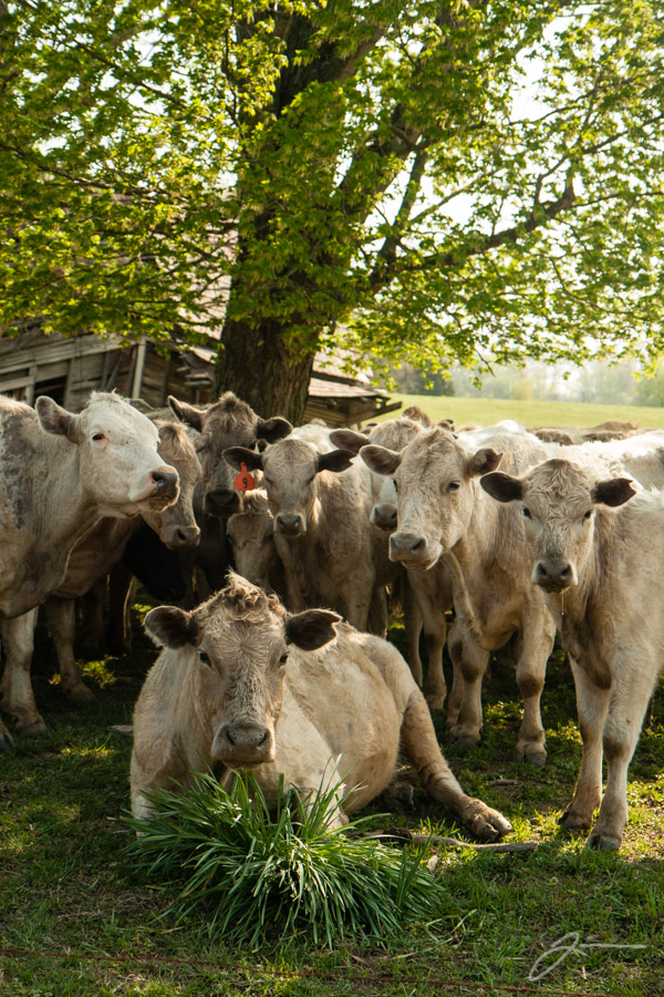 Cows
