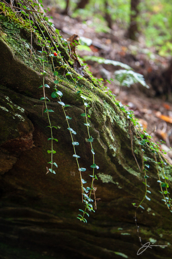 Panther Creek