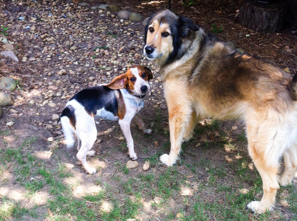 Pepper returns!