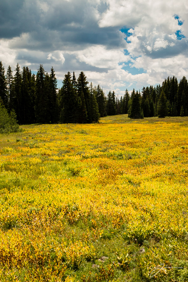 Grand Mesa and Unaweep Canyon
