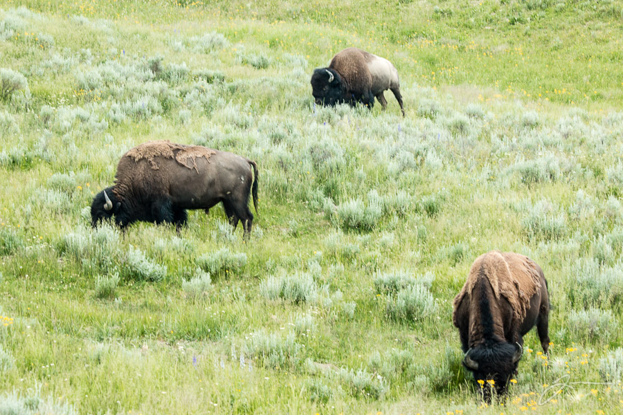 Yellowstone