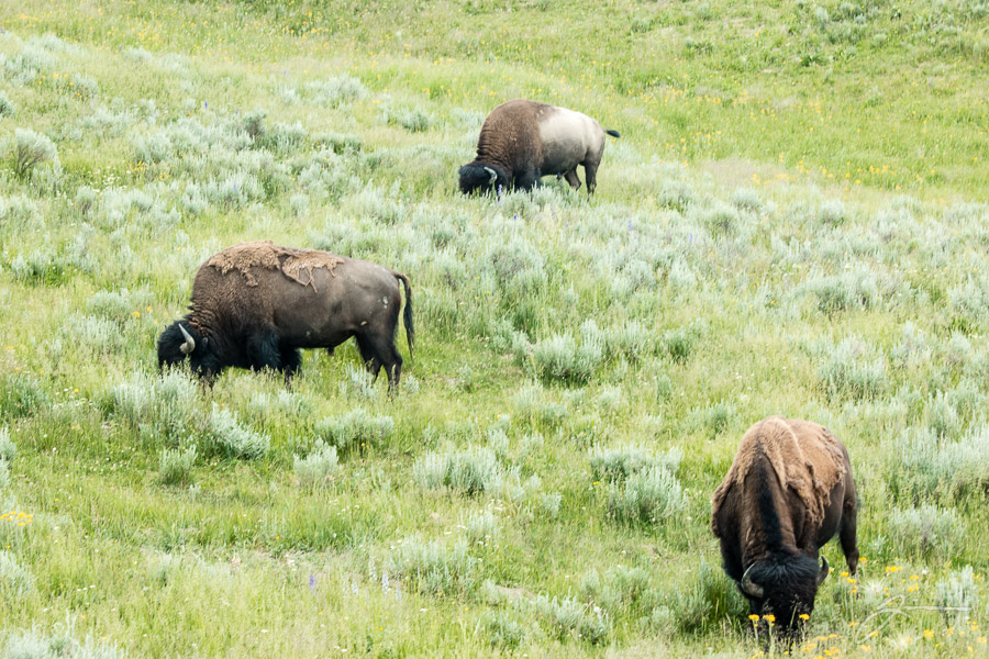 Yellowstone