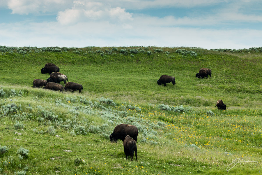 Yellowstone