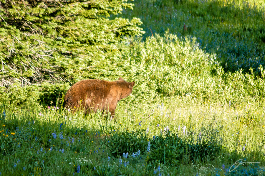 Yellowstone