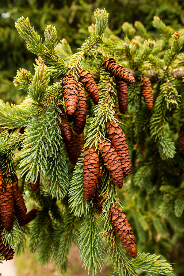 Pine cones in Pleasant Valley