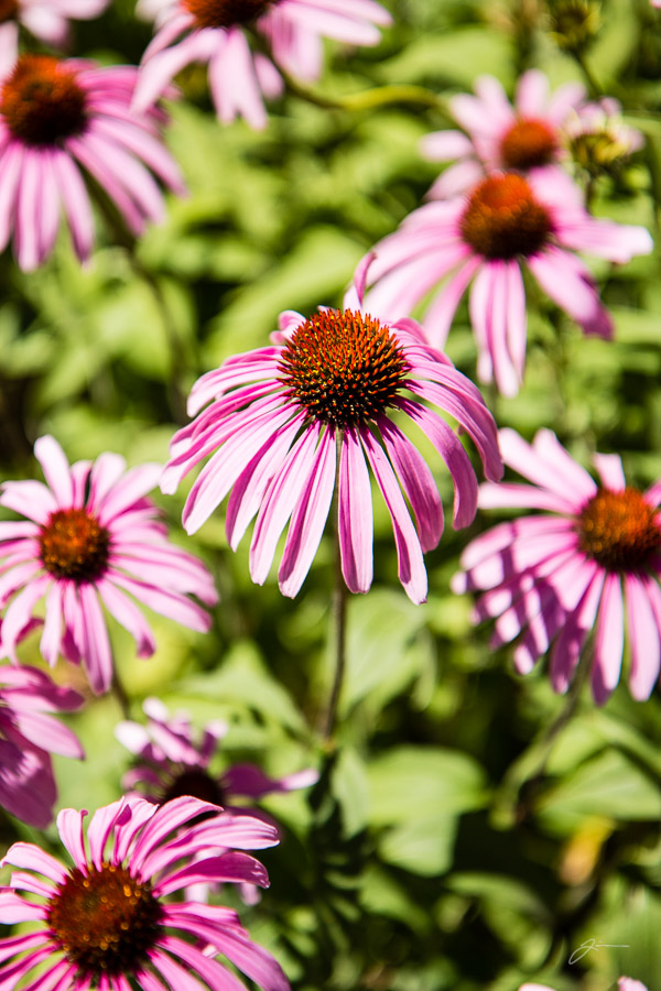 Flowers in Pleasant Valley
