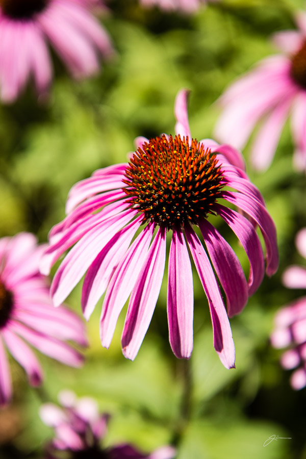 Flowers in Pleasant Valley