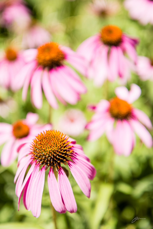Flowers in Pleasant Valley