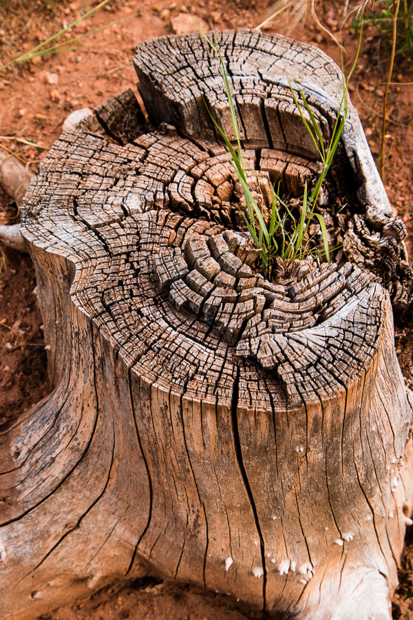 Stump in Red Rocks Canyon