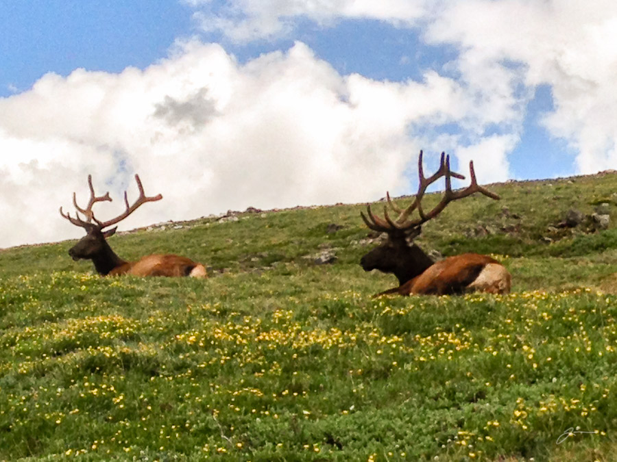 Elk in RMNP