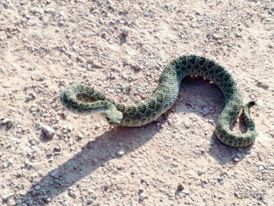 The rattlesnake I stepped directly over on my morning hike one day.  