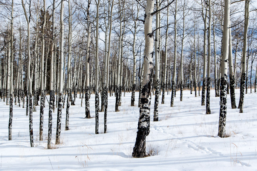 Aspens near Divide