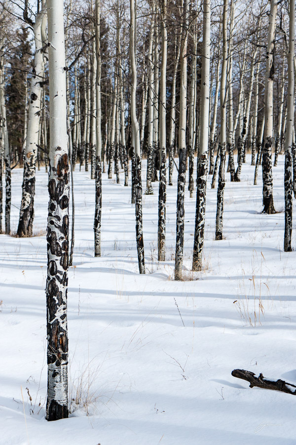 Aspens near Divide