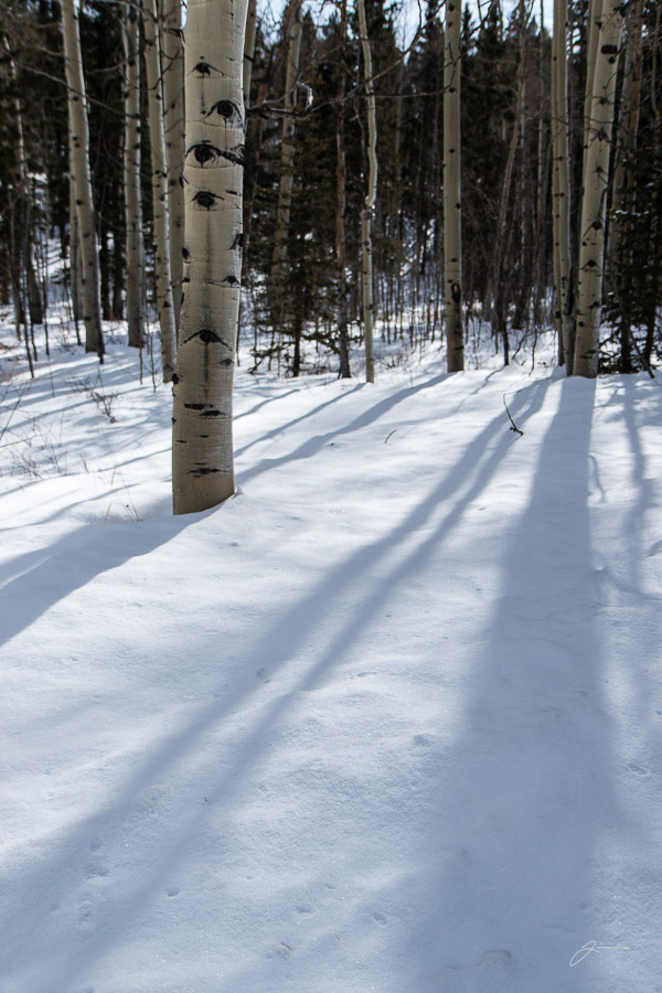 Aspens near Divide