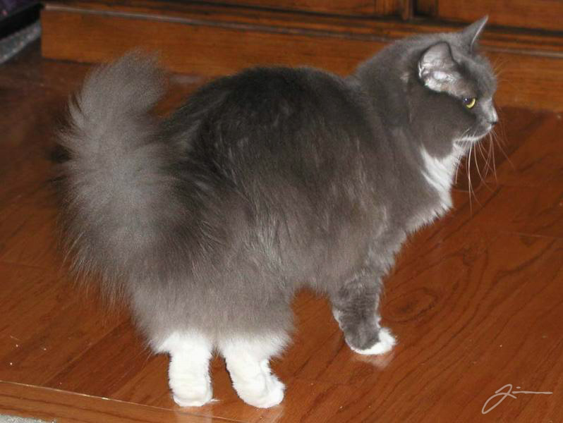 /dev/cat