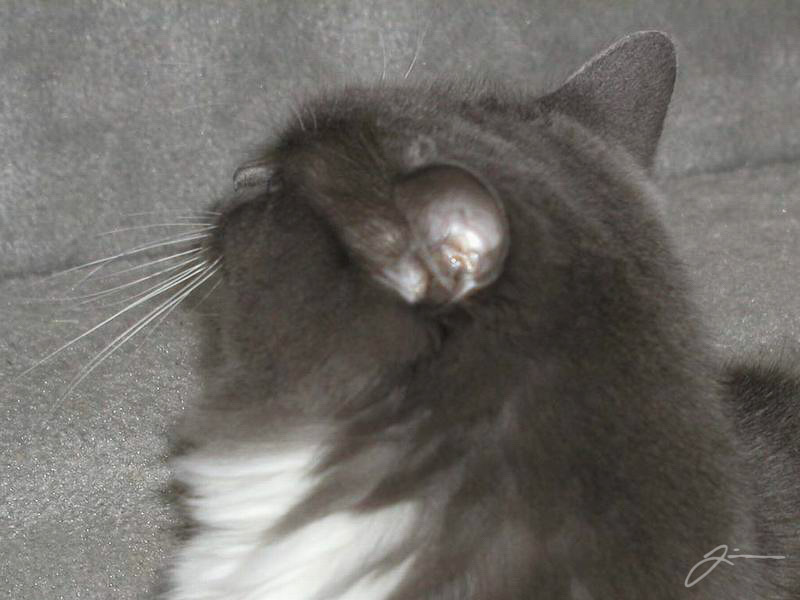/dev/cat