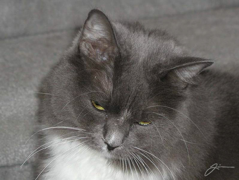 /dev/cat