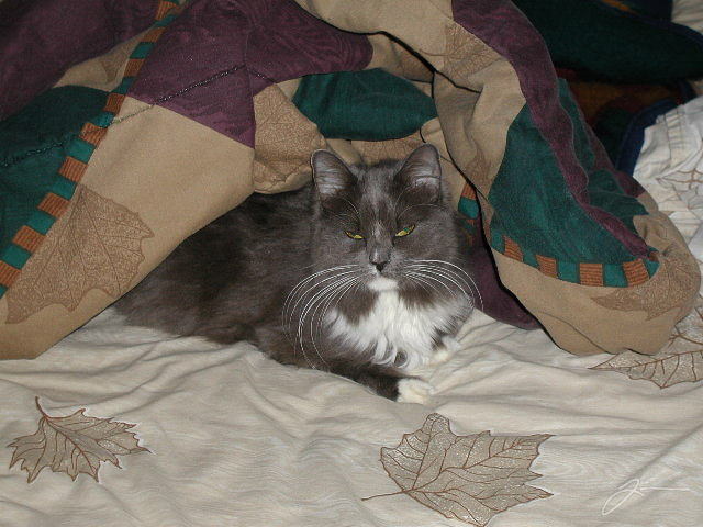 /dev/cat