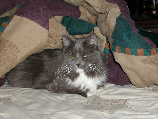 /dev/cat