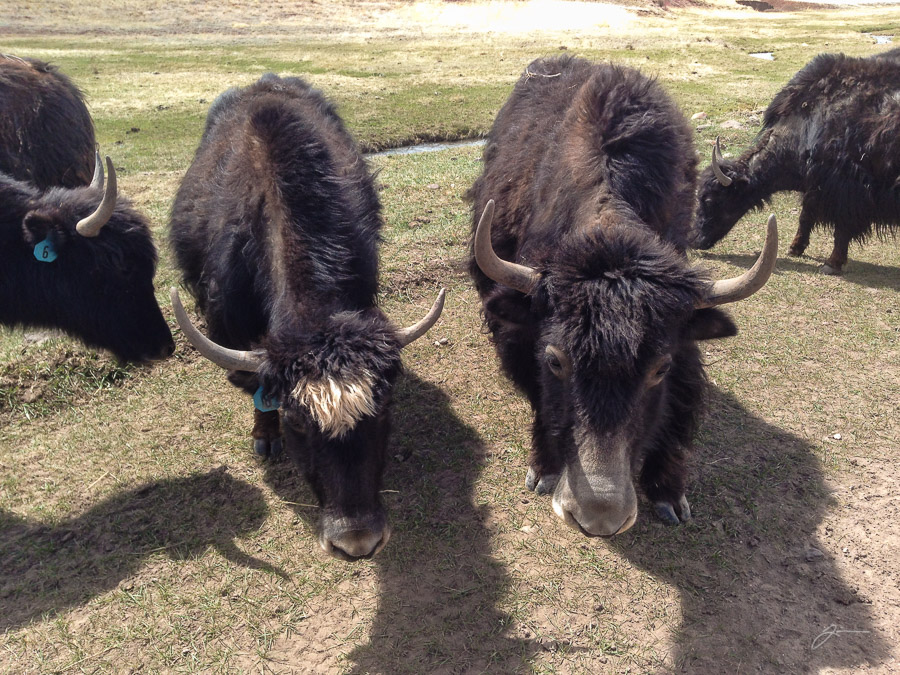 Yaks!