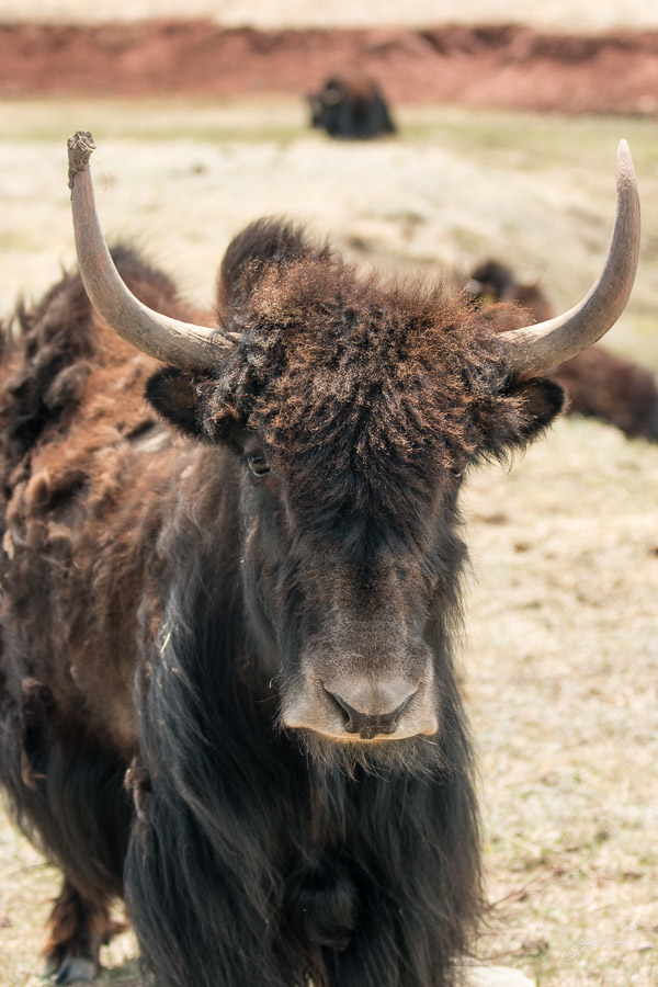 Yaks!