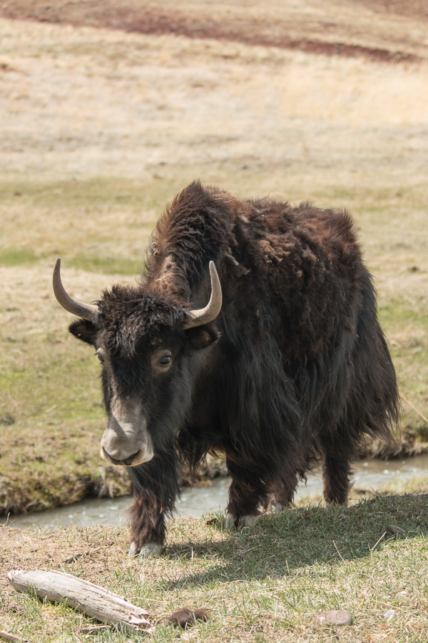 Yaks!