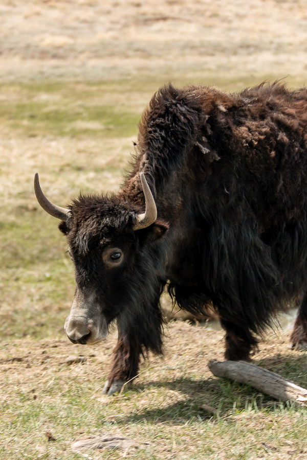 Yaks!