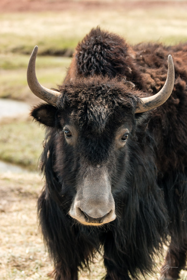 Yaks!