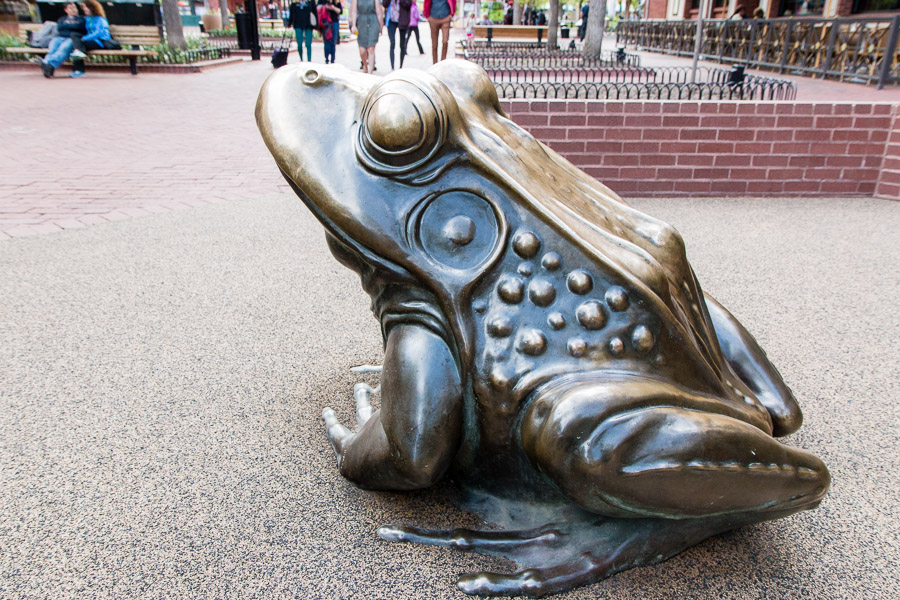Frog!