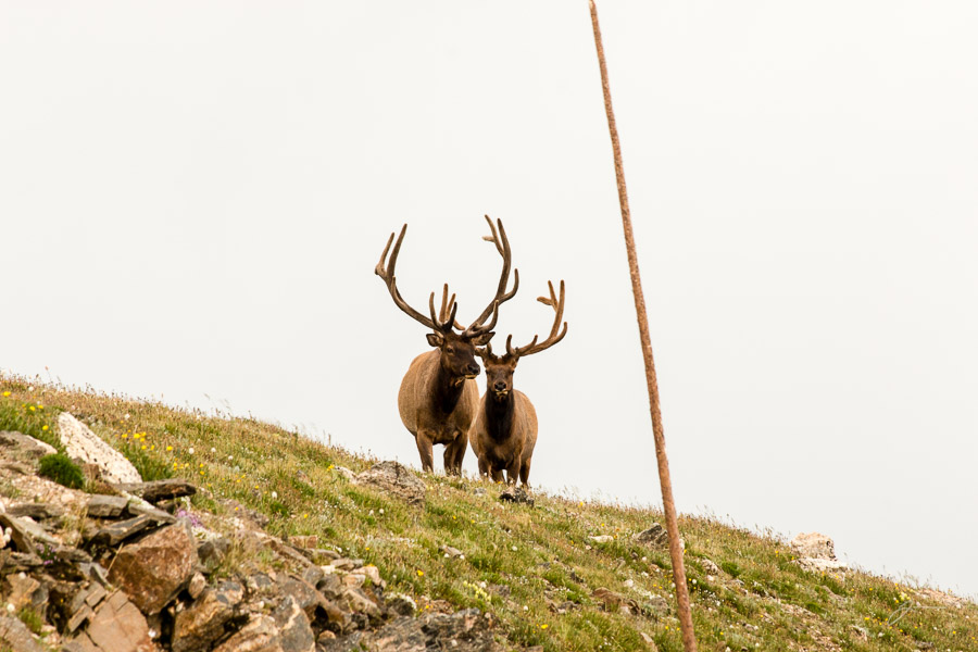 Elk, RMNP