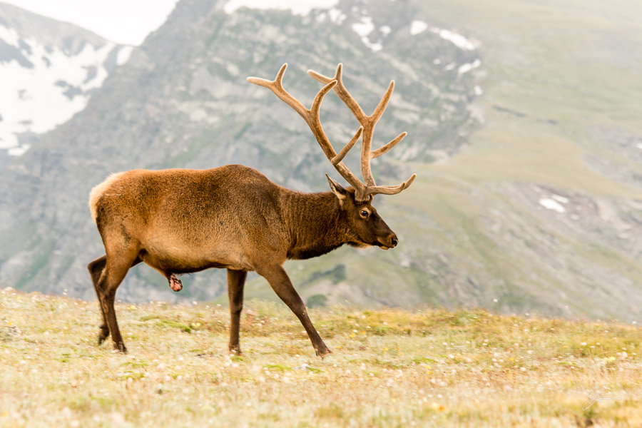 Elk, RMNP