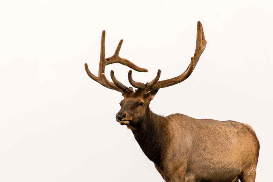 Elk, RMNP
