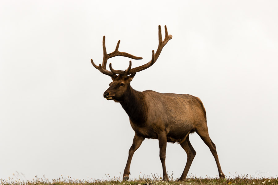 Elk, RMNP