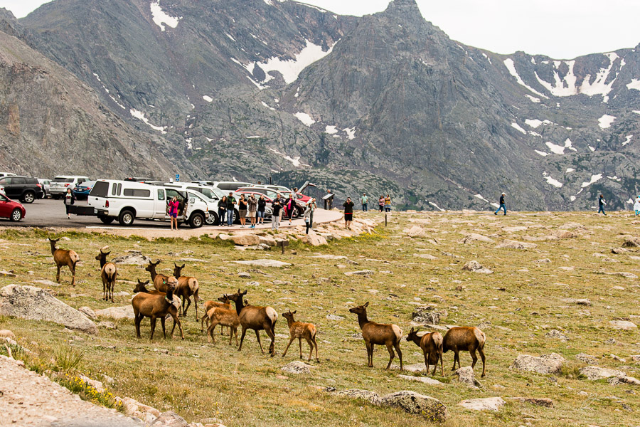 Elk, RMNP