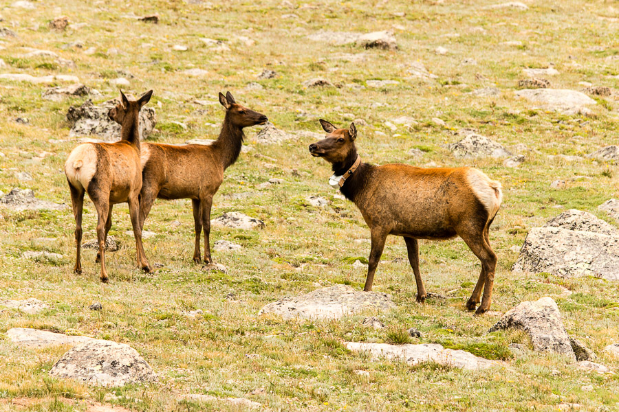 Elk, RMNP