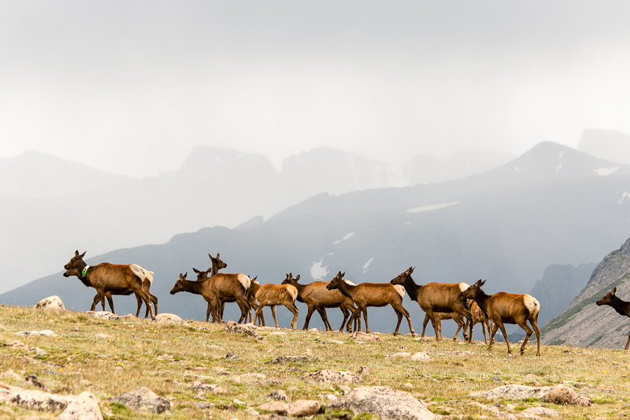 Elk, RMNP
